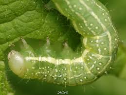 Attēlu rezultāti vaicājumam “Orthosia sp.”