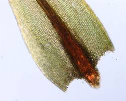 Attēlu rezultāti vaicājumam “Pohlia nutans sporophyte”