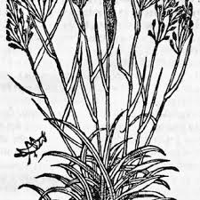 Attēlu rezultāti vaicājumam “Glyceria fluitans fruit”