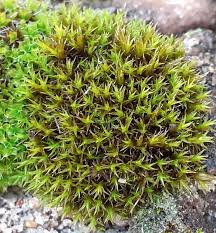 Attēlu rezultāti vaicājumam “Schistidium apocarpum”