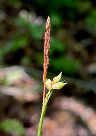Attēlu rezultāti vaicājumam “Carex digitata flower”