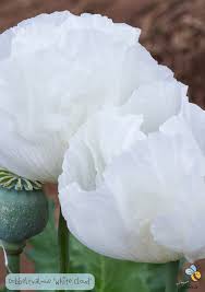Image result for Papaver somniferum White Cloud