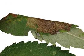 Attēlu rezultāti vaicājumam “Gracillaria syringella imago”