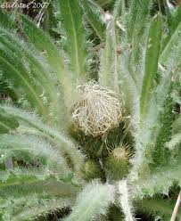 Attēlu rezultāti vaicājumam “Cirsium acaule flower”
