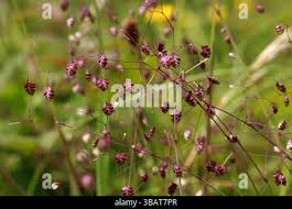 Attēlu rezultāti vaicājumam “Briza media bud”