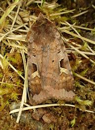 Attēlu rezultāti vaicājumam “Diarsia brunnea”