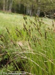 Attēlu rezultāti vaicājumam “Carex cespitosa”