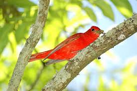 Image result for Piranga rubra