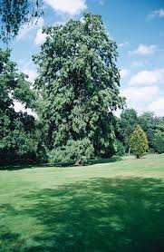 Attēlu rezultāti vaicājumam “Tilia tomentosa”