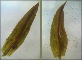 Attēlu rezultāti vaicājumam “Barbula convoluta sporophyte”