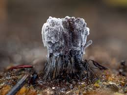 Attēlu rezultāti vaicājumam “Stemonaria irregularis macro”