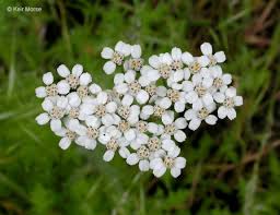 Attēlu rezultāti vaicājumam “Achillea salicifolia leaf”