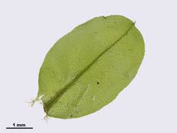 Attēlu rezultāti vaicājumam “Plagiomnium ellipticum”