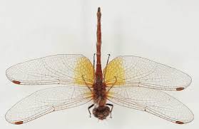 Attēlu rezultāti vaicājumam “Sympetrum flaveolum”