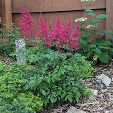 Image result for Astilbe
