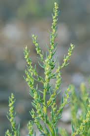 Attēlu rezultāti vaicājumam “Chenopodiaceae”