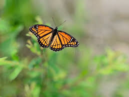 Image result for Papilionoidea