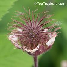 Attēlu rezultāti vaicājumam “Geum rivale fruit”
