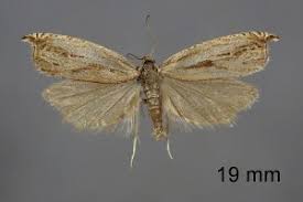 Attēlu rezultāti vaicājumam “Ancylis apicella”