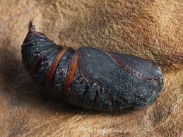 Attēlu rezultāti vaicājumam “Saturnia pavonia cocoon”