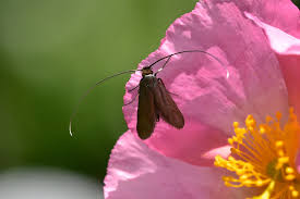 Attēlu rezultāti vaicājumam “Cauchas rufimitrella”