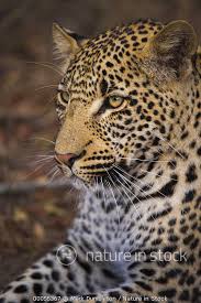 Attēlu rezultāti vaicājumam “Lycogala leopardinum young”