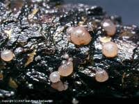 Attēlu rezultāti vaicājumam “Ombrophila violacea”