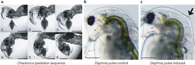 Attēlu rezultāti vaicājumam “Phronia sp. larva”