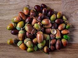 Attēlu rezultāti vaicājumam “Quercus robur fruit”