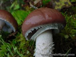 Attēlu rezultāti vaicājumam “Stropharia hornemannii”