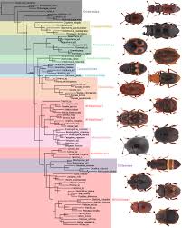 Attēlu rezultāti vaicājumam “Nitidulidae”