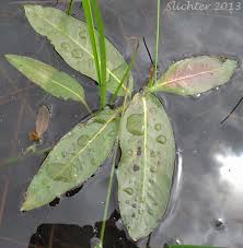 Attēlu rezultāti vaicājumam “Polygonum amphibium leaf”