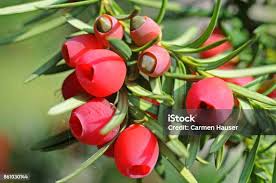 Attēlu rezultāti vaicājumam “Taxus baccata bud”