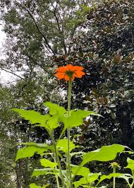 Image result for Tithonia rotundifolia