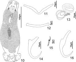 Image result for Calamus bajonado