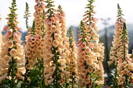 Attēlu rezultāti vaicājumam “Digitalis purpurea fruit”
