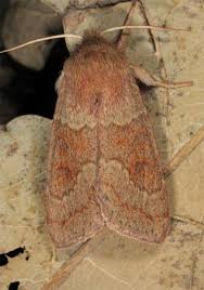 Attēlu rezultāti vaicājumam “Orthosia sp.”