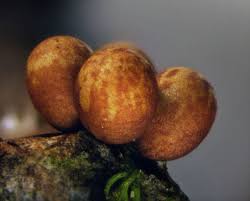 Attēlu rezultāti vaicājumam “Trichia ambigua”