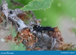 Attēlu rezultāti vaicājumam “Anatis ocellata”