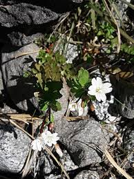 Attēlu rezultāti vaicājumam “Epilobium roseum flower”