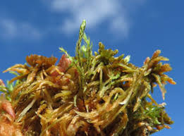 Attēlu rezultāti vaicājumam “Pohlia sphagnicola”