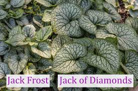 Image result for Brunnera `Jack Frost`