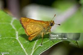 Attēlu rezultāti vaicājumam “Ochlodes sylvanus female”