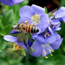 Attēlu rezultāti vaicājumam “Polemonium caeruleum flower”