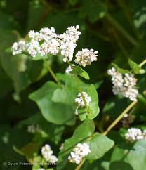 Attēlu rezultāti vaicājumam “Fagopyrum esculentum”