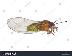 Attēlu rezultāti vaicājumam “Trioza dispar”