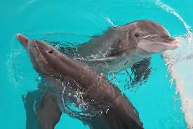 Image result for Durley Dolphin Diver