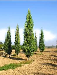 Attēlu rezultāti vaicājumam “Quercus robur Fastigiata”