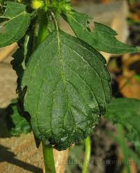 Attēlu rezultāti vaicājumam “Galeopsis speciosa leaf”