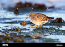 Attēlu rezultāti vaicājumam “Calidris maritima adult”